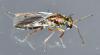 Pteromalinae inconnu